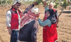 Şanlıurfa Fıstık Bahçelerinde Hastalık ve Zararlı Kontrolü Yapıldı