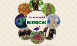 Birecik Fıstık ve Patlıcan Festivali’ne Hazırlanıyor
