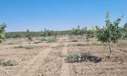 Hilvan’da Fıstık Bahçelerinde Hastalık ve Zararlı Kontrolü Yapıldı