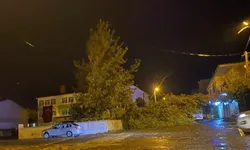 Bitlis’te Şiddetli Rüzgâr Korkuttu! Ağaç Aracın Üzerine Devrildi!