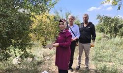 Şanlıurfa’da Akdeniz Meyve Sineği ve Harnup Güvesi İçin Tuzak Kontrolleri Yapıldı