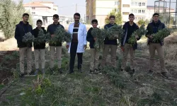 Siverek’te Lise Öğrencileri Tıbbi ve Aromatik Bitki Yetiştirerek Tarımı Uygulamalı Öğreniyor