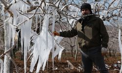 Şanlıurfa'da İlk Kez Görüldü: Fıstık Ağaçları Buzdan Heykellere Dönüştü!