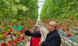 Şanlıurfa’da Jeotermal Topraksız Üretim Seralarına Denetim