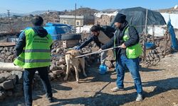 Şanlıurfa'nın Siverek İlçesinde Kuduz Vakası