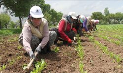 2024'te Mevsimlik Tarım İşçilerine Yüzde 84,2 Zam Yapıldı