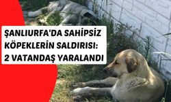 Şanlıurfa'da Sahipsiz Köpeklerin Saldırısı: 2 Vatandaş Yaralandı