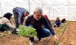 Şanlıurfa’da Seracılık Yaygınlaşıyor: Sebze Fideleri Toprakla Buluştu