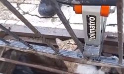 Mazgala Sıkışan Kedi Kurtarıldı!