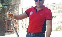 Hastane Bahçesinde Yılan Operasyonu!