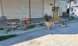 Adana’da Sokak Köpekleri Tehlike Saçıyor: Vatandaş Belediyeye Tepkili