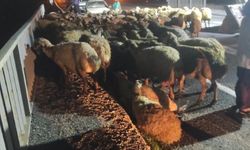 Şanlıurfa'dan Bingöl'e Kurbanlık Faciası!