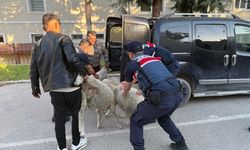 Polatlı’da Hayvan Hırsızlığı!