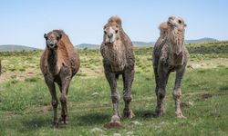 Şanlıurfa Karacadağ'da Besici Develer İçin "Dikkat" Tabelası İstiyor