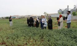 Emekli Kadınlara Özel Bitki Yetiştirme Eğitimi Şanlıurfa’da Başladı