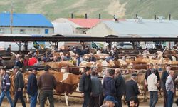 Erzurum’da Kurbanlıklar Görücüye Çıktı!