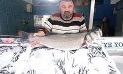 20 Dakikalık Mücadele Sonunda Dev Balık Oltaya Geldi