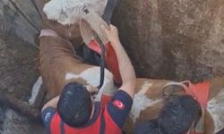 Şanlıurfa Akçakale’de İnek 4 Metrelik Çukura Düştü! İtfaiye Zamanla Yarıştı