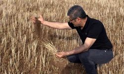 Şanlıurfa’da Kuraklık, fıstık ve hububatı da vurdu