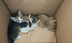 Şanlıurfa’da Kedi Kurtarma Operasyonu! İtfaiyeye Teşekkür Yağdı