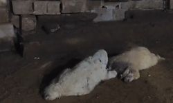 Şanlıurfa Viranşehir'de başıboş köpekler kuzu katliamı yaptı