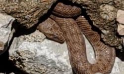 Malatya'da Gizemli Yılan Korkusu!