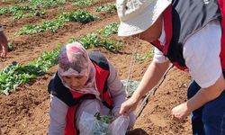 Şanlıurfa Eyyübiye’de Kavun Tarlasına Teknik Ziyaret