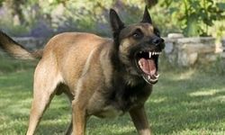 Şanlıurfa Viranşehir'de Sahipli Köpek Saldırısı: 16 Yaşındaki Genç Yaralandı