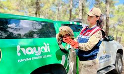 Şanlıurfa HAYDİ Ekiplerinden Kartal Kurtarma Operasyonu!