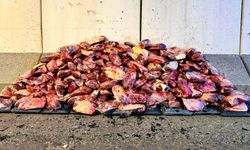 Şanlıurfa'da 1.7 Ton Kaçak Et Yakalandı!