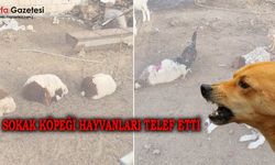 Şanlıurfa’da Sokak Köpekleri Dehşeti!