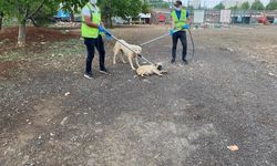 Siverek Belediyesi Sahipsiz Sokak Hayvanlarına Sahip Çıkıyor