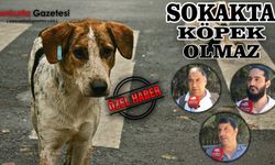 Şanlıurfa’da Sokak Köpekleri Korkusu: Vatandaşlar Çözüm Bekliyor