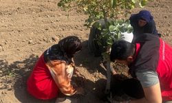 Şanlıurfa Tarım'dan Çiftçiye Yerinde Destek