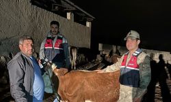 Harran’da Hırsızlık Olayı Aydınlatıldı: Hayvanlar Sahibine Kavuştu