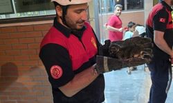 Şanlıurfa’da Giydirme Paneline Sıkışan Kedi İtfaiye Tarafından Kurtarıldı