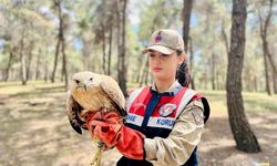 Şanlıurfa Jandarma'dan Örnek Davranış: Yaralı Kuşlara Şefkat Eli