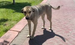 Şanlıurfa'da Sokak Köpekleri Alarmı!