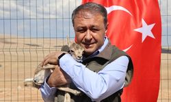 Şanlıurfa dağlarındaki Ceylan Sayısı arttı! Yeni Yavrular Doğaya Umut Oldu