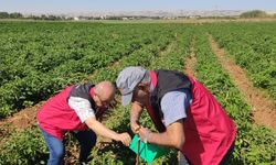 Şanlıurfa’da Domates Güvesiyle Mücadele Başladı
