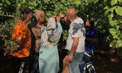 Şanlıurfa Kısas Mahallesi’nde Bağ ve Zeytin Bahçelerine Hastalık Müdahalesi