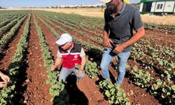 Şanlıurfa’da pamukta doğru dikim aralığı ve zararlı mücadelesi anlatıldı