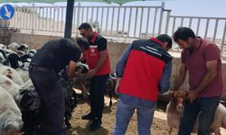 Şanlıurfa’da Kurban Satış Yerlerinde Denetim Yapıldı