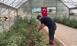 Halfeti’de Karagül Hasadı Başladı: Doğanın Siyah Mucizesi Yeniden Açtı