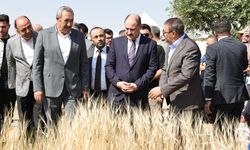 Şanlıurfa, Buğdayın Yolculuğuna Ev Sahipliği Yapıyor!
