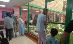 Şanlıurfalılar Van Kedilerini Ziyarete Koştu!