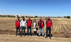 Şanlıurfa'da İkinci Ürün Pamuk İçin Topraklar Hümik Asitle Güçlendiriliyor