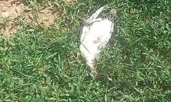 Başıboş Köpekler Kümes Hayvanlarını Telef Etti: Mahalleli Önlem İstiyor