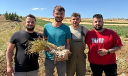 Taşköprü Sarımsağı Pazarda Alıcılarını Bekliyor: Fiyatlar Belirlendi