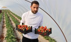 Viranşehir’de Çilek Üretimi 60 Dekara Çıkarıldı